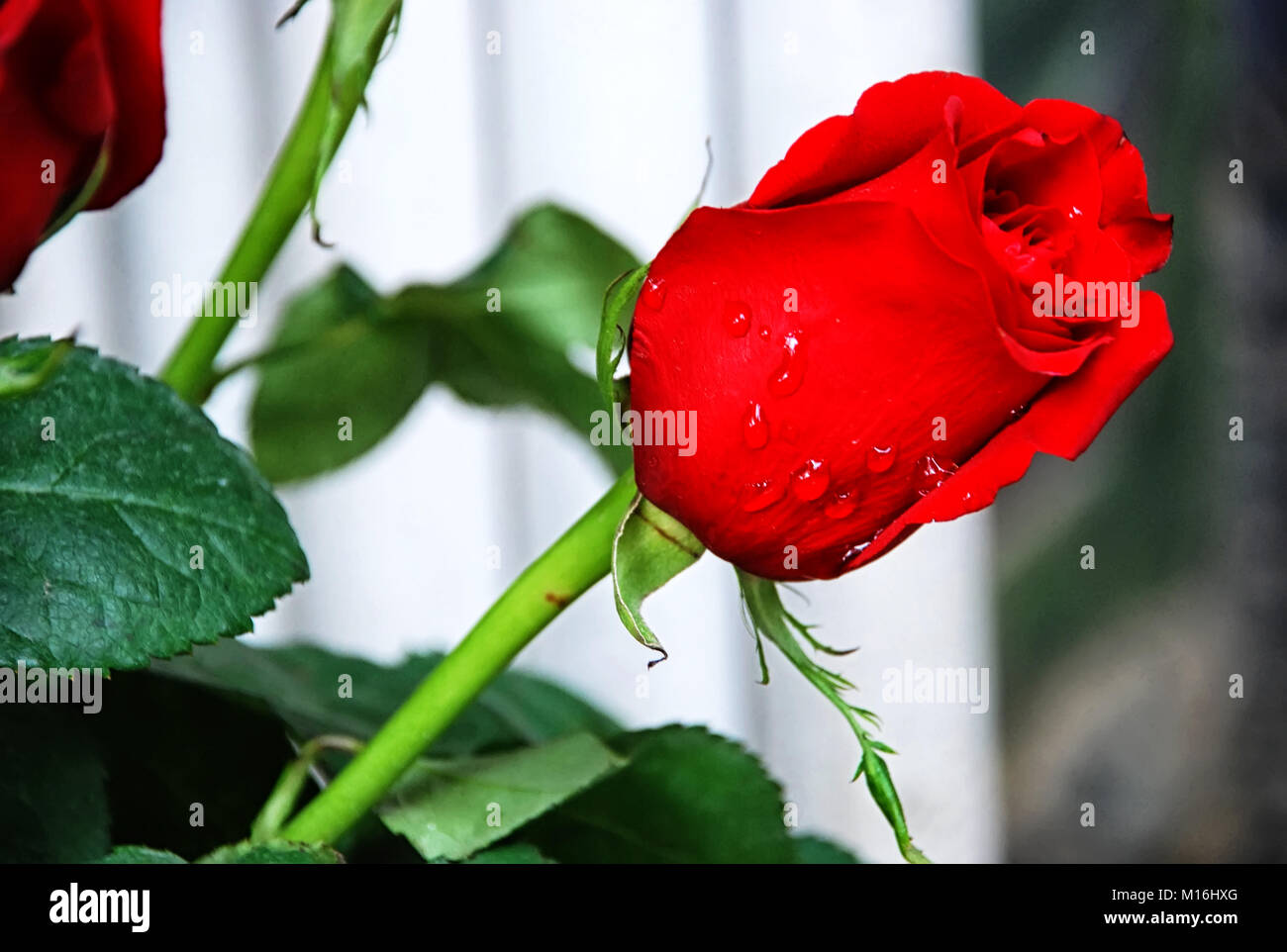Rose rouge avec des gouttes d'eau . Roses rouges avec arrière-plan flou selective focus . Banque D'Images