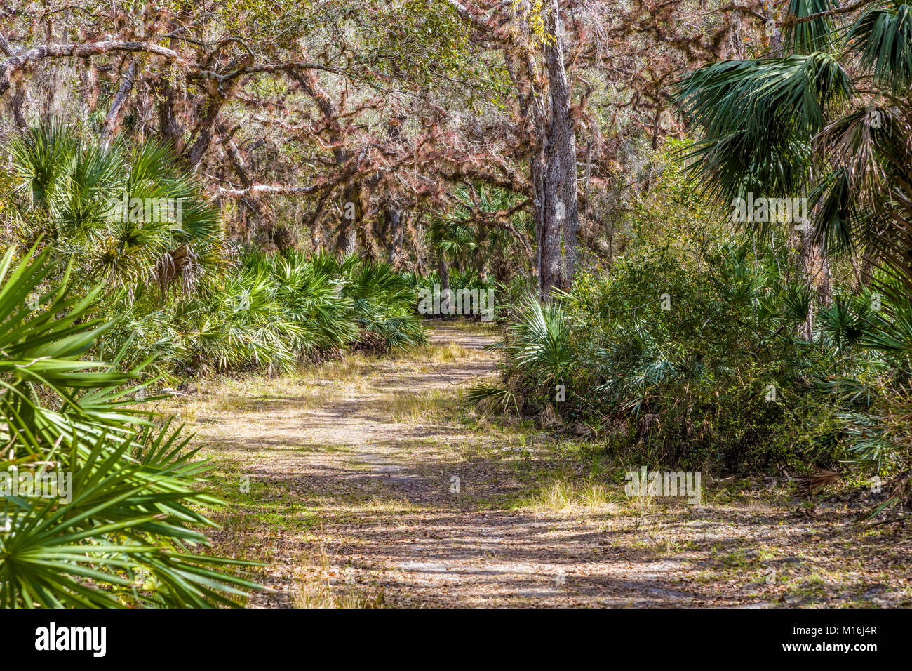 Sentier de randonnée dans la région de Jelks préserver dans le comté de Sarasota en Floride États-Unis Venise Banque D'Images