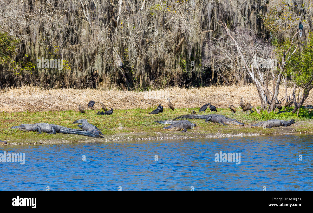 Alligators et les vautours sur banque de Myakka River dans Myakka River State Pak dans Sarsaota la Floride aux États-Unis Banque D'Images