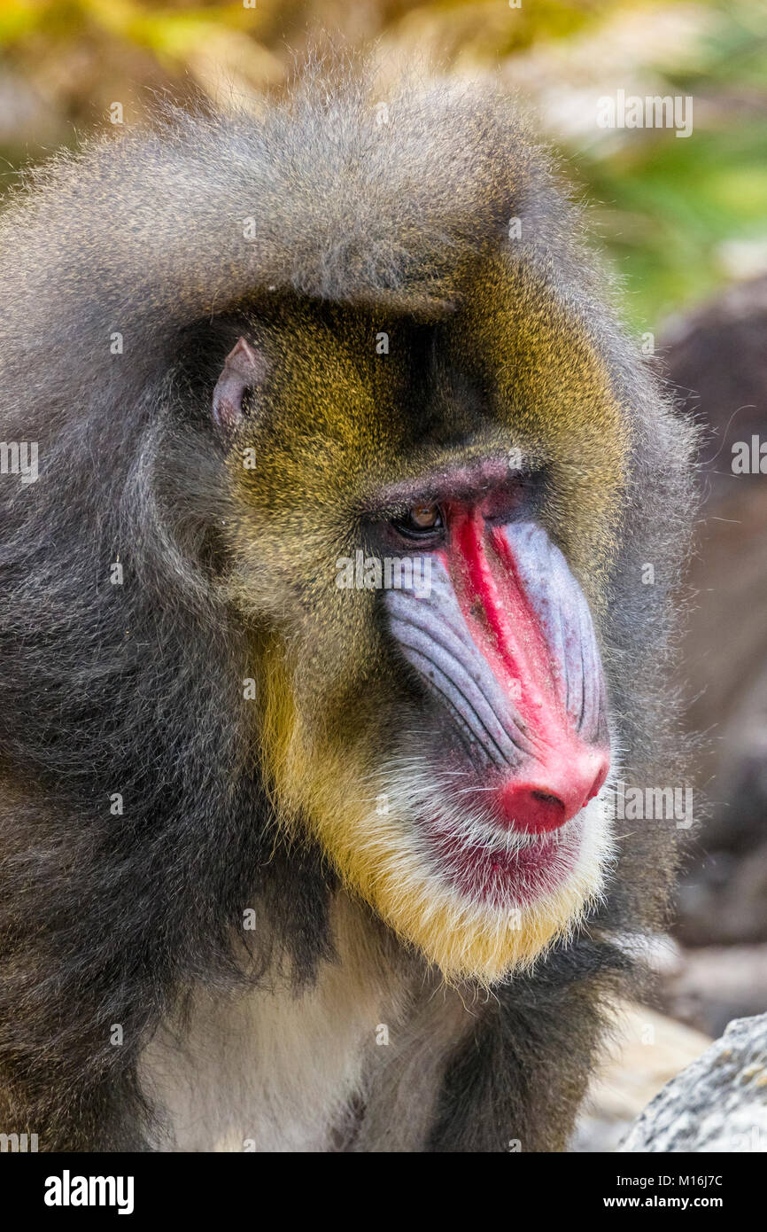 Gros plan du visage singes Mandrill Banque D'Images