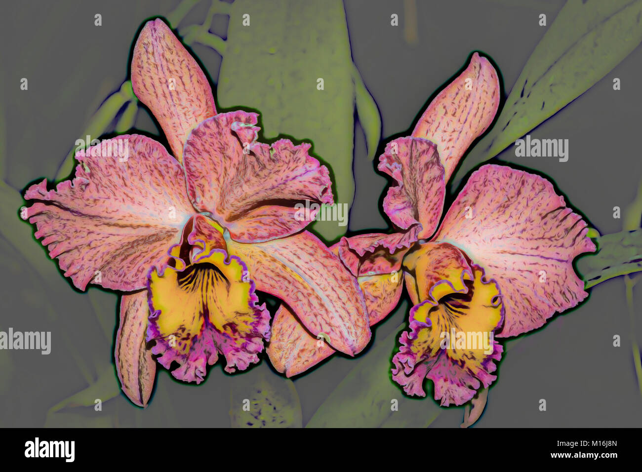 Gros plan du bright colorful fleurs orchidée artistique Banque D'Images