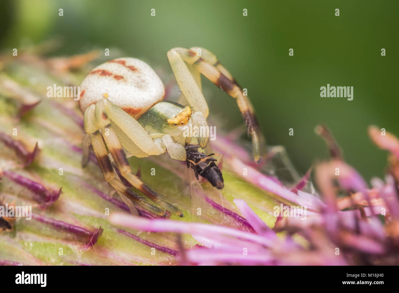 Araignée crabe (Misumena vatia) emplacement sur un chardon avec sa proie. Thurles, Tipperary, Ireland. Banque D'Images