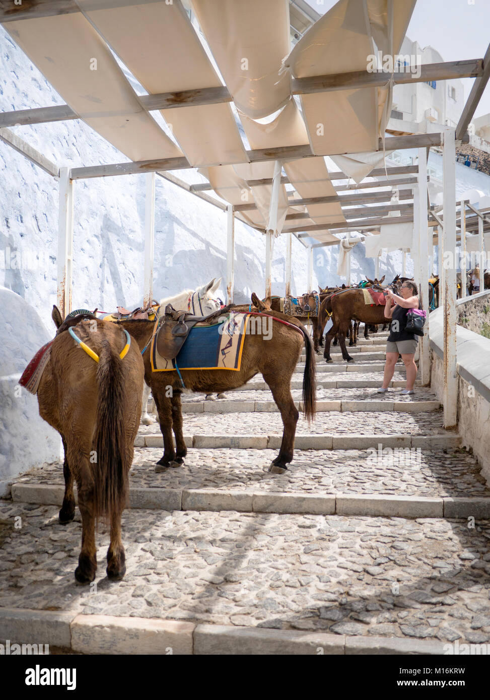 Santorin, Grèce - 7 Avril, 2016 : prenez une photo des ânes sur l'île de Santorin dans les Cyclades, Grèce Banque D'Images