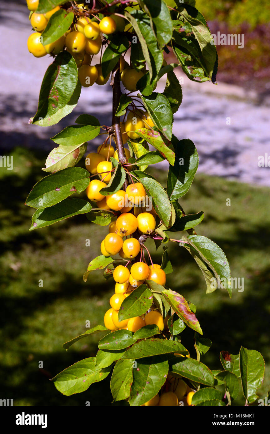 Malus Golden Hornet Pommes Crabe accroché sur une branche dans le verger à RHS Garden Harlow Carr,, Harrogate, Yorkshire. UK. Banque D'Images