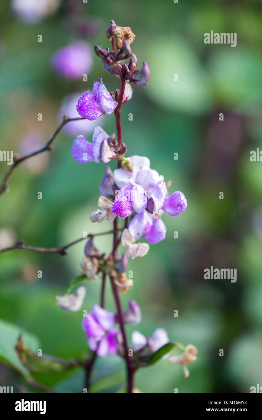 Bean Dolichos lablab floraison. Banque D'Images