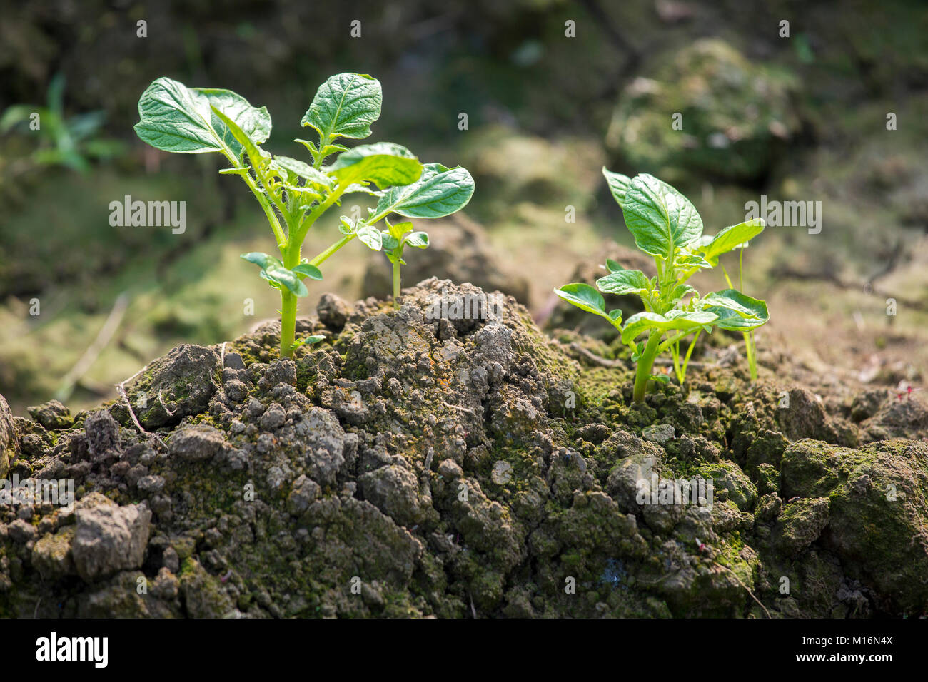 Un petit plant de pomme de terre. Banque D'Images