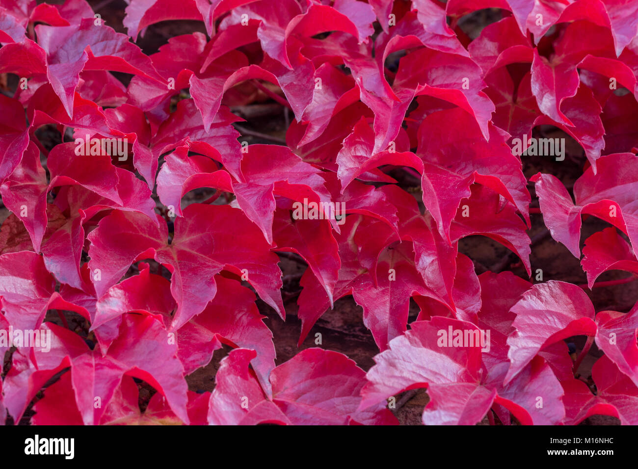 Autumnal leaves rouge d'un mur de lierre grimpant Photo Stock - Alamy