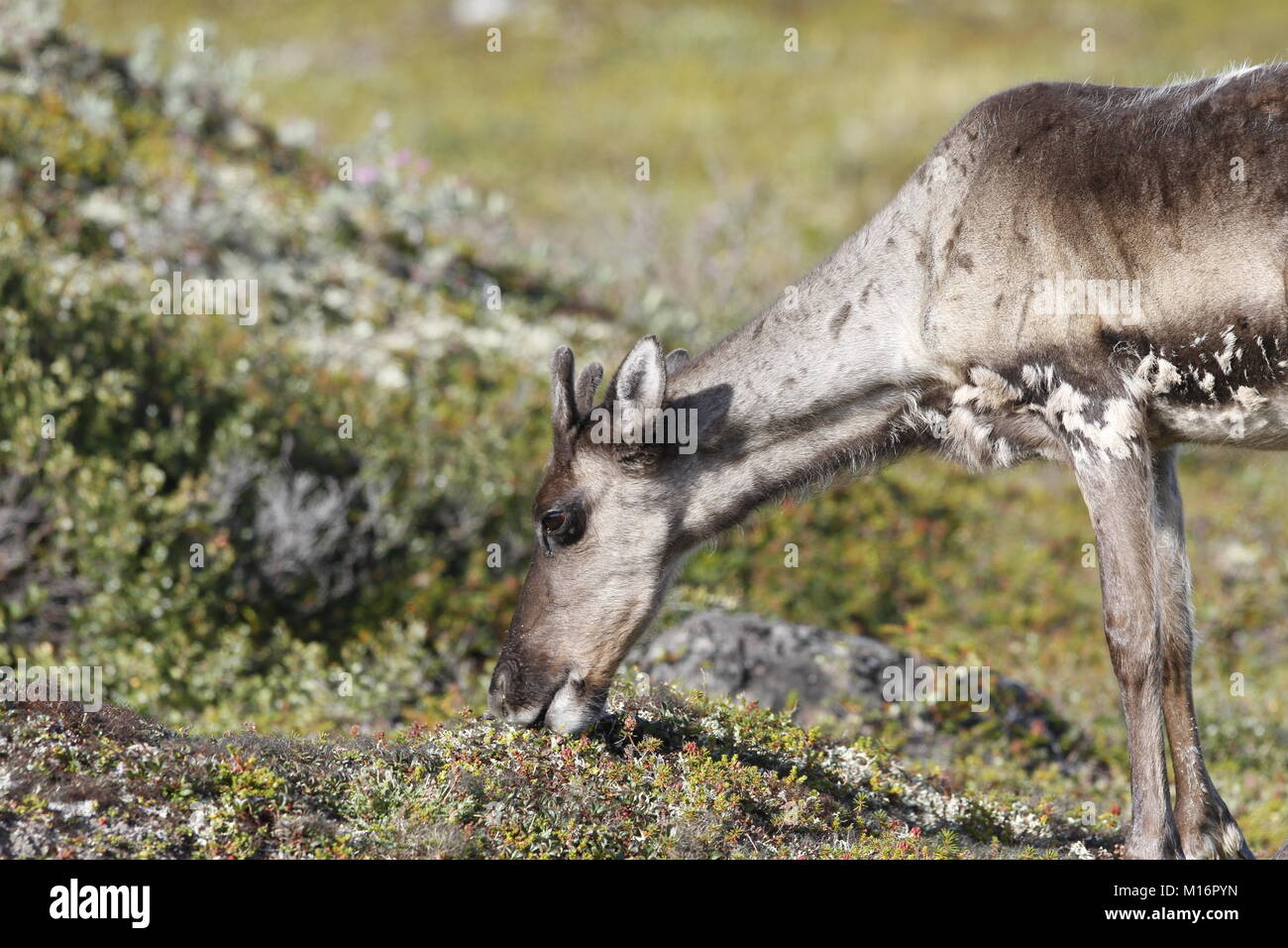 Jeune caribou de la toundra Rangifer tarandus groenlandicus, le pâturage le long de la toundra en août près de Arviat, Nunavut Banque D'Images