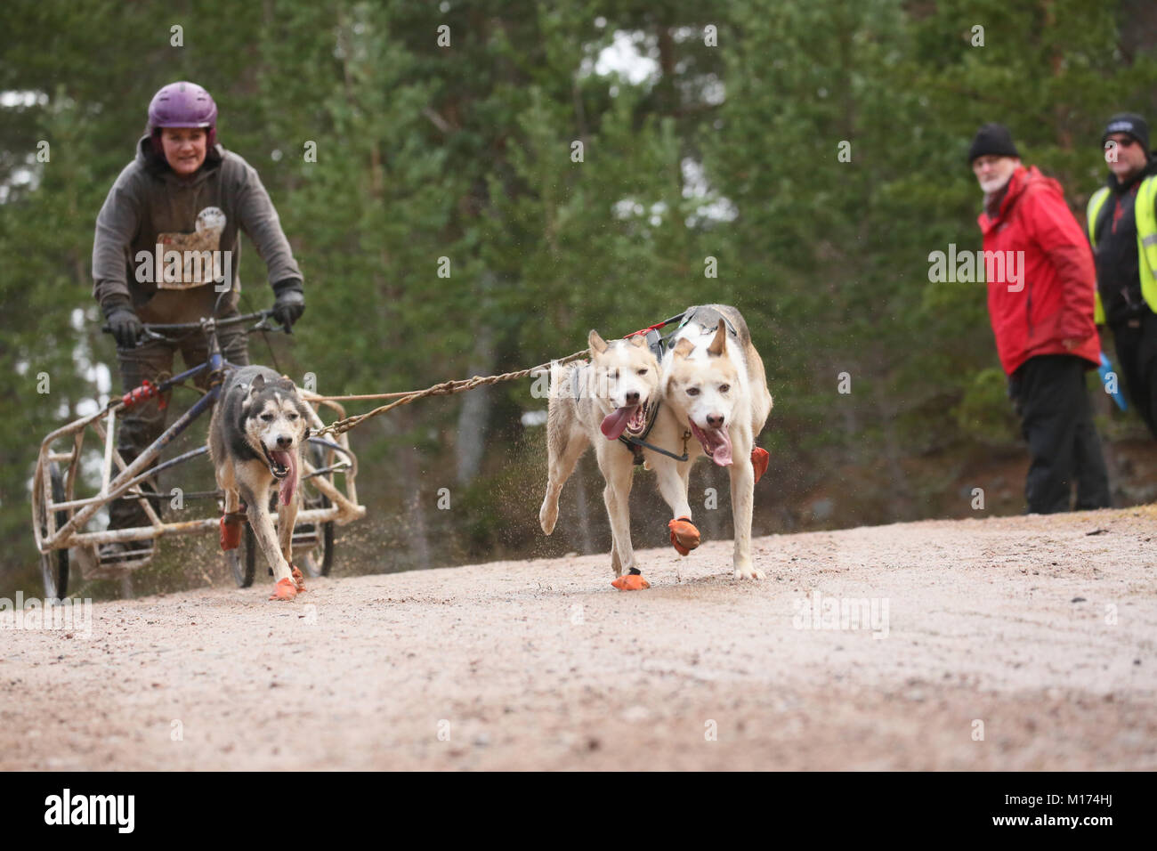 Aviemore, Écosse, 27 janvier 2018. La 35e assemblée annuelle Aviemore Sled Dog rally a lieu.La neige a été emportée par une forte pluie automne pour les équipes utilisent des roues ce qui rend la tâche plus difficile pour les attelages, Aviemore, Écosse, 27 janvier 2018 (C)Barbara Cook/Alamy Live News Banque D'Images