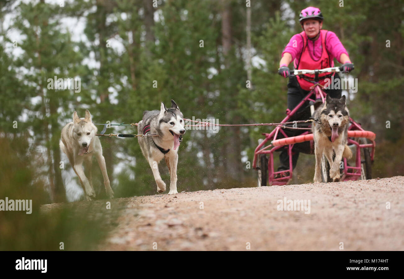 Aviemore, Écosse, 27 janvier 2018. La 35e assemblée annuelle Aviemore Sled Dog rally a lieu.La neige a été emportée par une forte pluie automne pour les équipes utilisent des roues ce qui rend la tâche plus difficile pour les attelages, Aviemore, Écosse, 27 janvier 2018 (C)Barbara Cook/Alamy Live News Banque D'Images