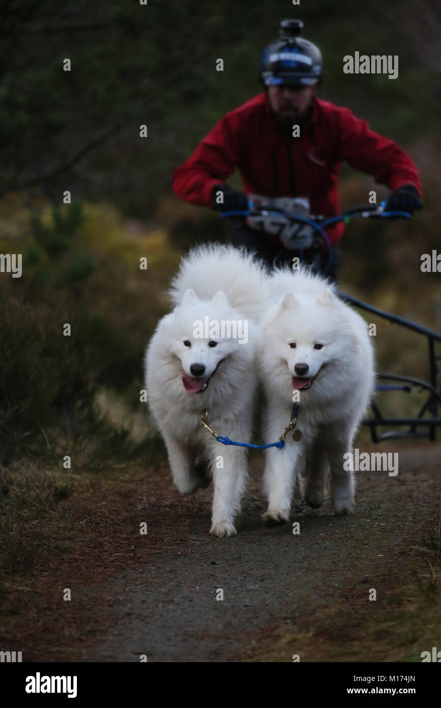 Aviemore, Écosse, 27 janvier 2018. La 35e assemblée annuelle Aviemore Sled Dog rally a lieu.La neige a été emportée par une forte pluie automne pour les équipes utilisent des roues ce qui rend la tâche plus difficile pour les attelages, Aviemore, Écosse, 27 janvier 2018 (C)Barbara Cook/Alamy Live News Banque D'Images