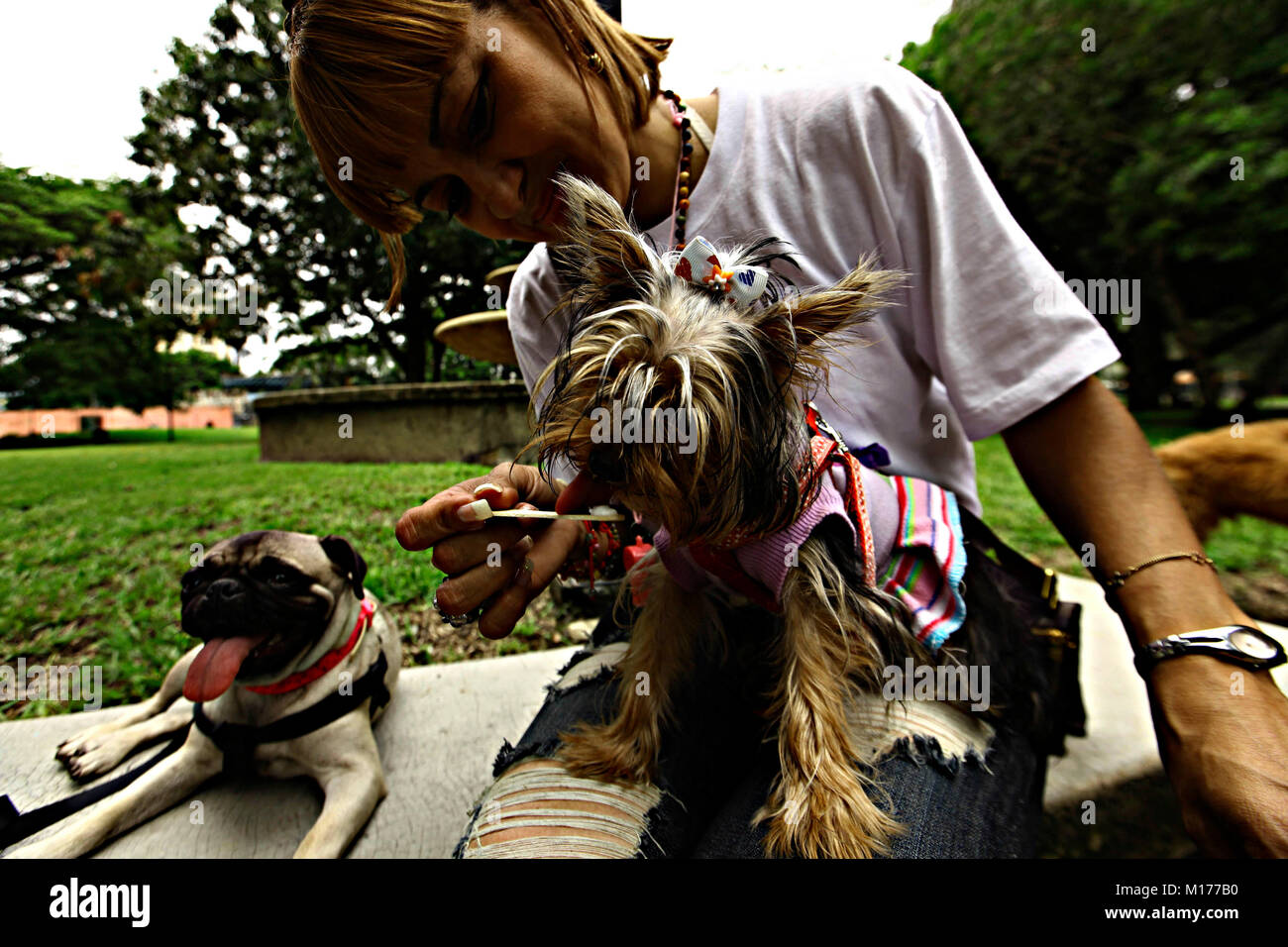 Valencia, Carabobo, Venezuela. 15 mai, 2011. Le 15 mai 2011. Les Valenciens personnes ont défilé avec leurs animaux pour les mals faites dans la ville de Valence, l'État de Carabobo. Photo : Juan Carlos Hernandez Crédit : Juan Carlos Hernandez/ZUMA/Alamy Fil Live News Banque D'Images