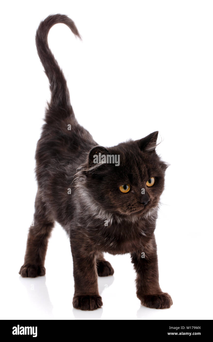 Chat Animal De Compagnie Et Mignon Concept Chat Noir Avec Des Yeux Jaunes Sur Un Fond Blanc Animal De Compagnie Meilleur E Ami E Pas De Racisme Photo Stock Alamy Chat Animal De Compagnie Et Mignon Concept Chat Noir Avec Des Yeux Jaunes Sur Un Fond Blanc Animal De Compagnie Meilleur E Ami E Pas De Racisme Photo Stock Alamy