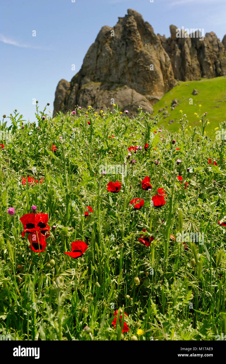 Coquelicots et de fleurs sauvages dans la campagne près de la Besh Barmag ou cinq doigts Mountain, près de Bakou, en Azerbaïdjan. Banque D'Images