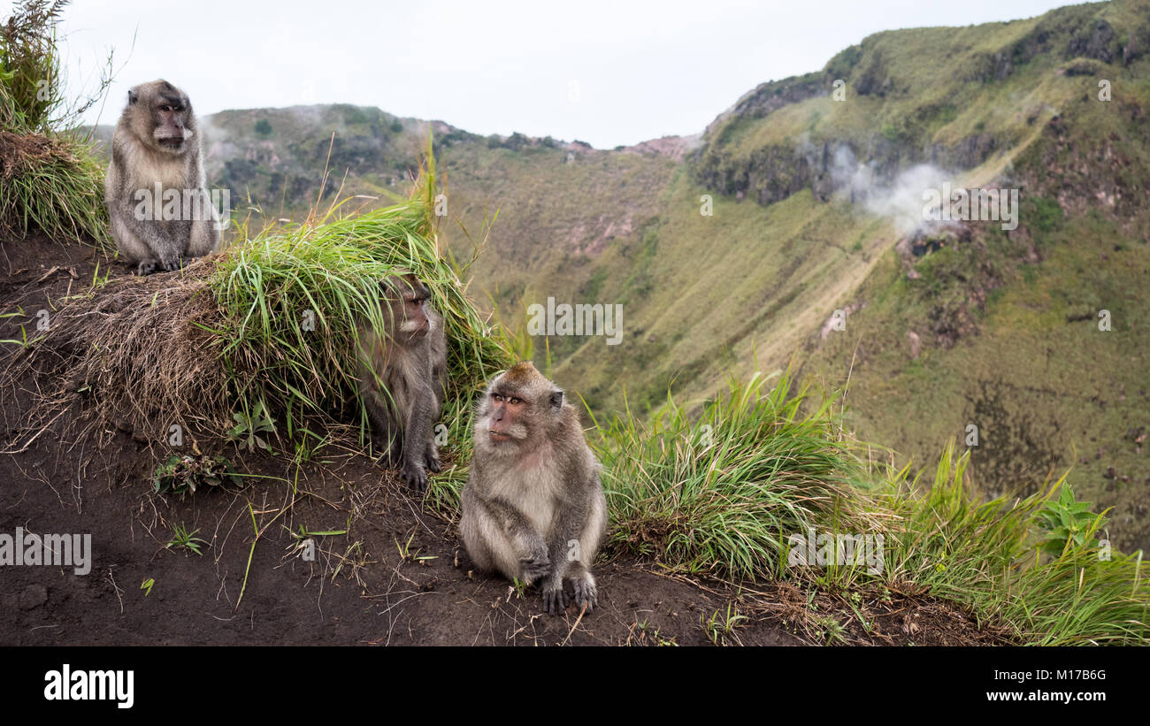 Famille de singe macaque sauvages dans leur habitat naturel au Mont Batur  volcan actif à Bali, Indonésie Photo Stock - Alamy