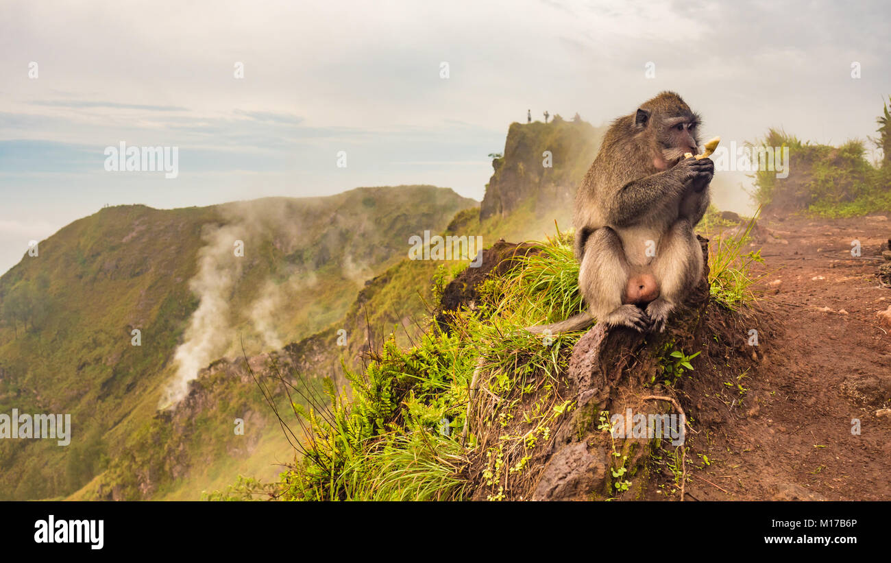 Portrait de singe macaque à l'état sauvage, le mont Batur volcano. L'île de Bali, Indonésie 1714 mètres au-dessus du niveau de la mer. L'habitat montagneux du singe Banque D'Images Portrait de singe macaque à l'état sauvage, le mont Batur volcano. L'île de Bali, Indonésie 1714 mètres au-dessus du niveau de la mer. L'habitat montagneux du singe Banque D'Images