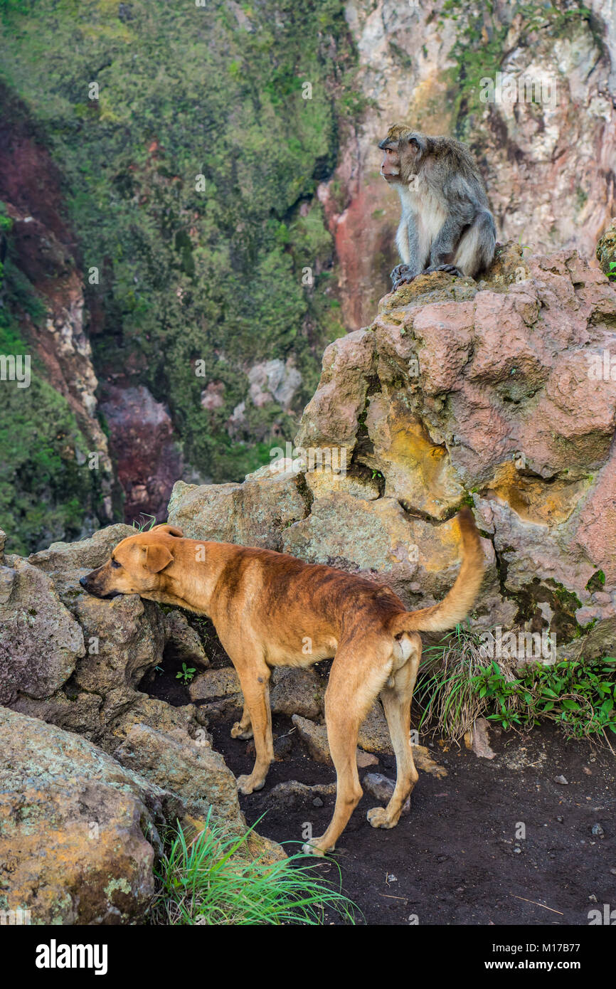 Le chien et le singe macaque, un animal des amis, à la recherche dans une direction tandis que la randonnée sur le mont Batur sur une île de Bali en Indonésie Banque D'Images Le chien et le singe macaque, un animal des amis, à la recherche dans une direction tandis que la randonnée sur le mont Batur sur une île de Bali en Indonésie Banque D'Images