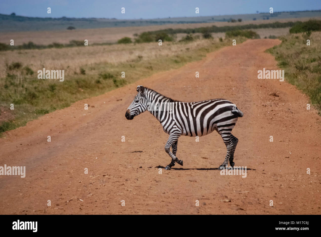 Zebra le Masai Mara Kenya Afrique Banque D'Images