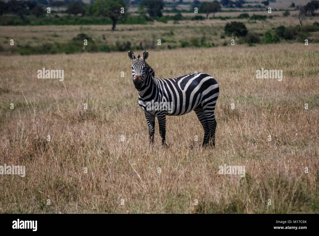 Zebra le Masai Mara Kenya Afrique Banque D'Images