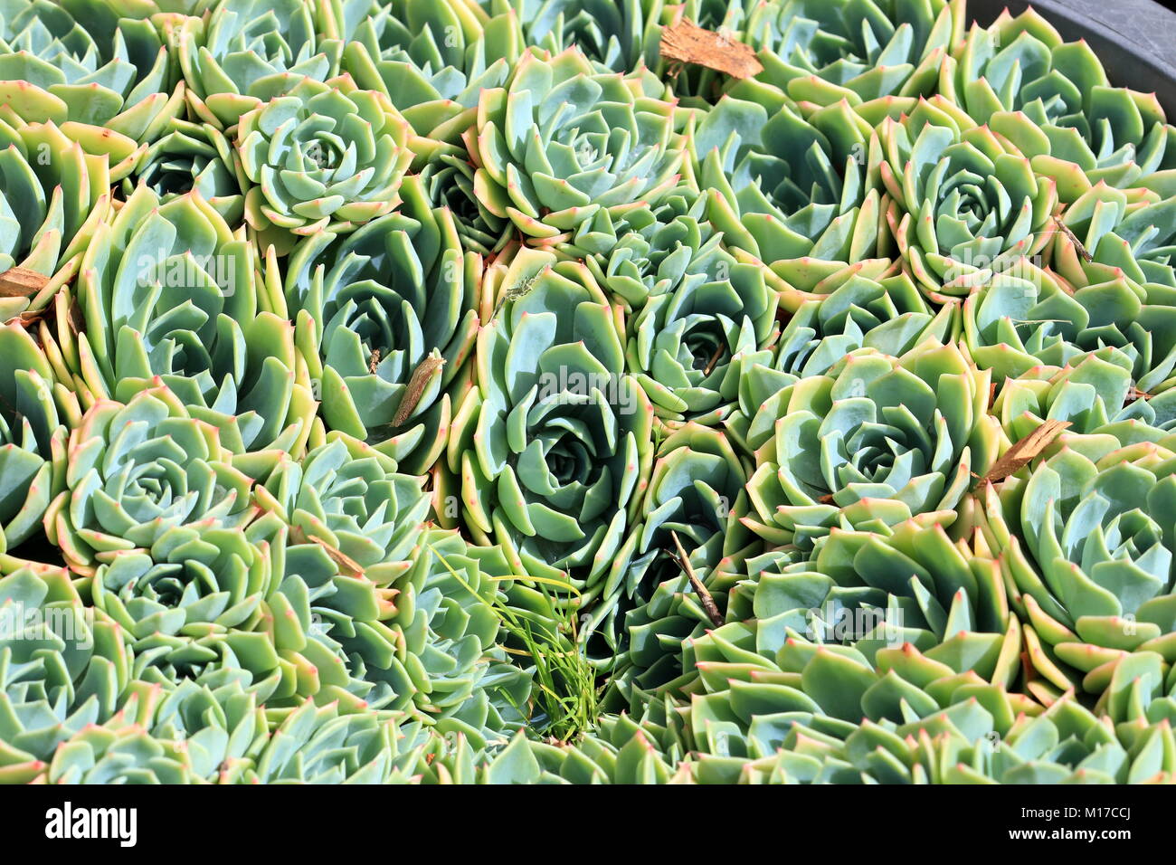 Close up image d'echeveria glauca ou connu comme Aeonium ou appelée Green Rose succulentes Banque D'Images