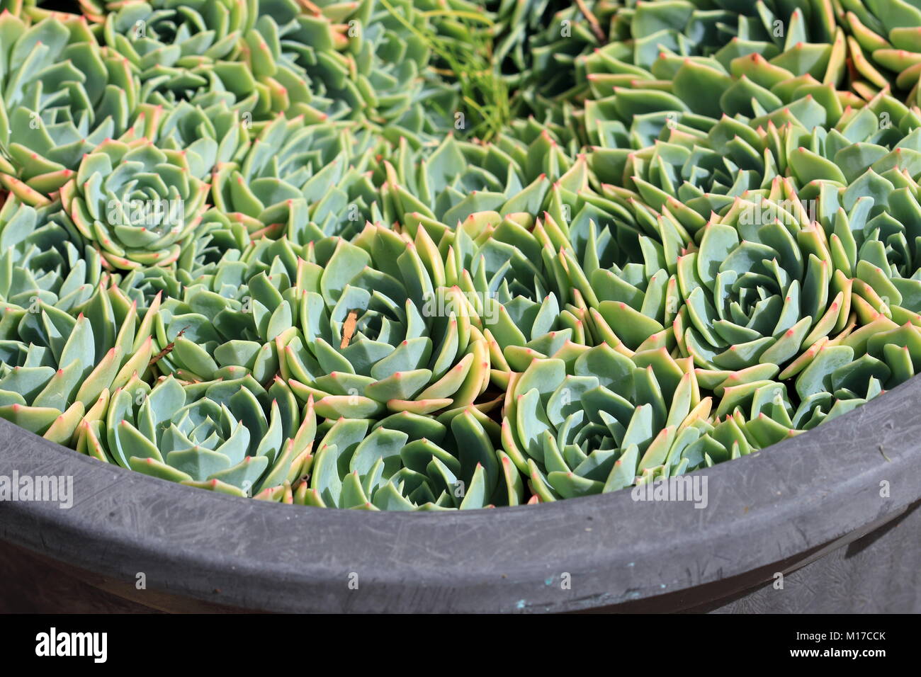 Close up image d'echeveria glauca ou connu comme Aeonium ou appelée Green Rose succulentes Banque D'Images