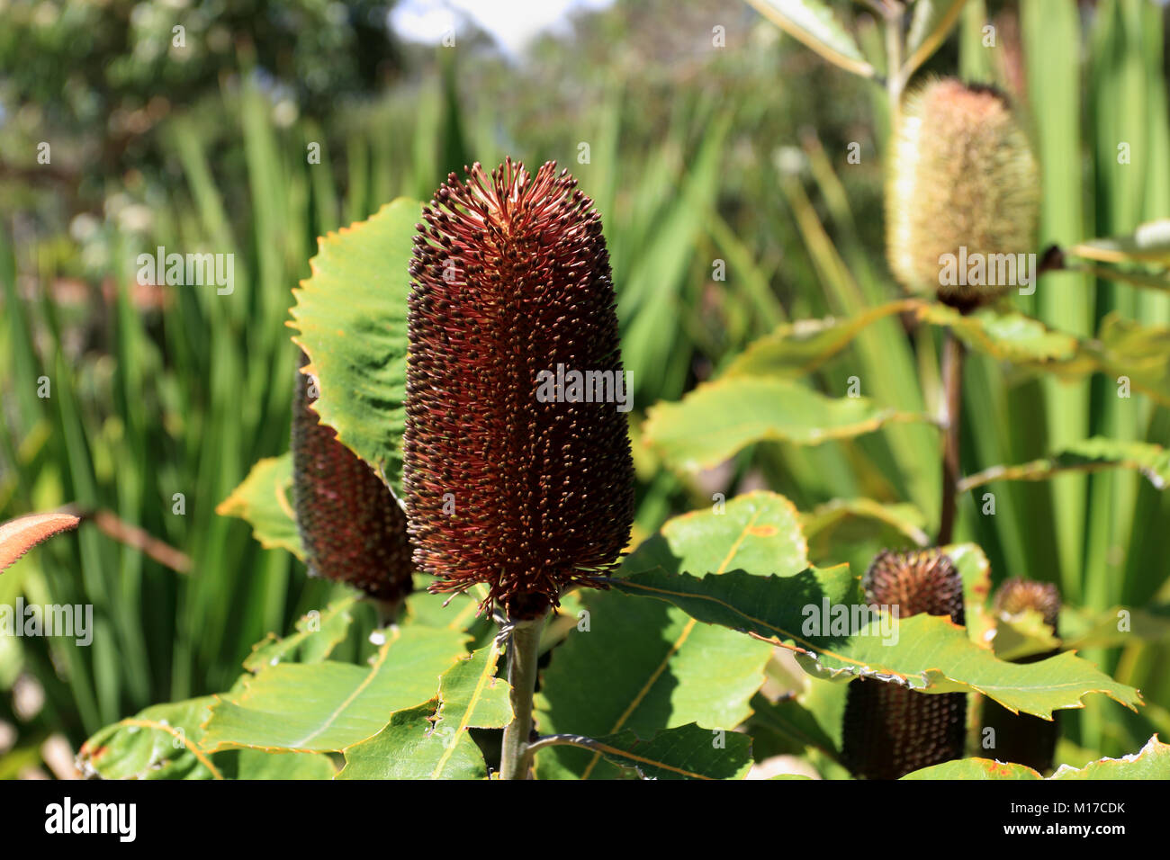 Praemorsaor Banksia connu sous le nom de banksia à feuilles couper la fleur australienne indigène Banque D'Images
