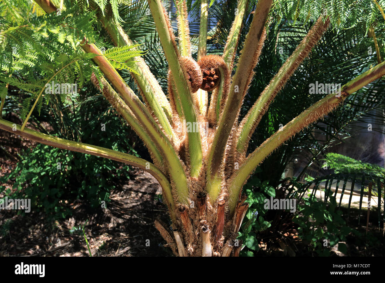 Cyathea cooperi ou fougère arborescente australienne Banque D'Images