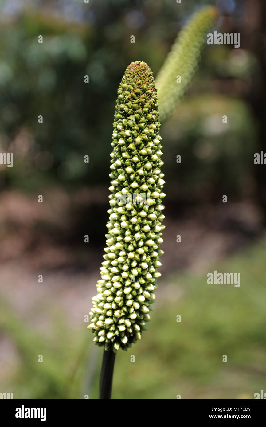 Close up de Xanthorrhoea macronema ou connu sous le nom de Bottlebrush fleurs arbres herbe Banque D'Images