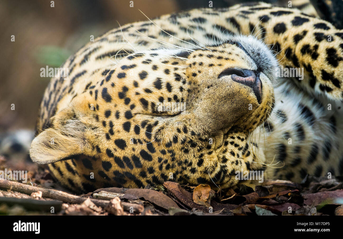 Leopard avec ses yeux fermés dormir sur le terrain Banque D'Images