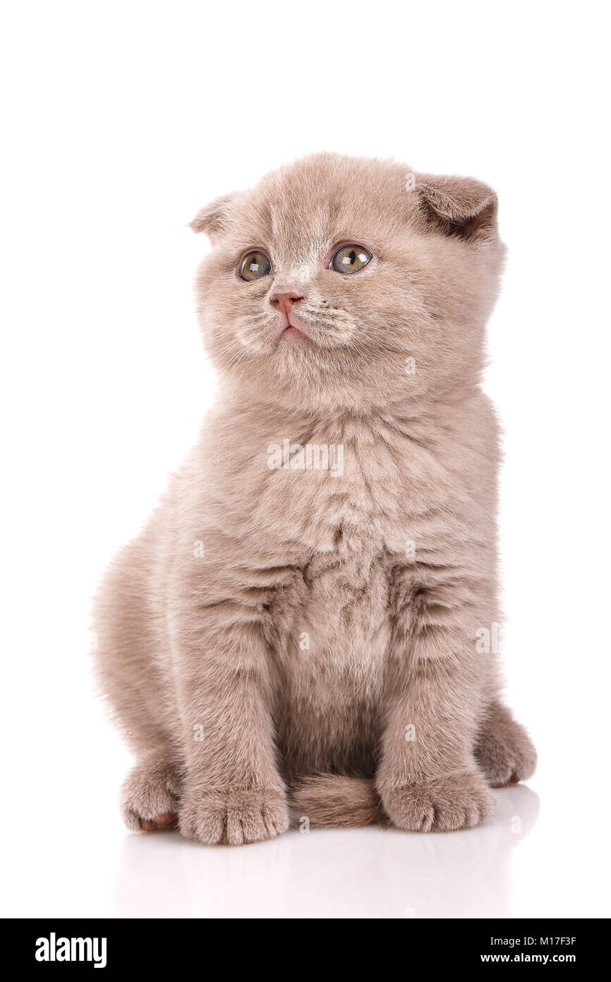 Scottish Fold petit mignon chaton blanc sur Banque D'Images