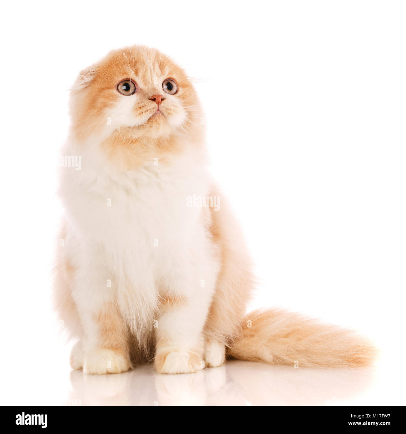 Belle Chat De Race Chaton Roux Portrait De Chat Ecossais De L Emplacement Sur Un Fond Blanc Photo Stock Alamy