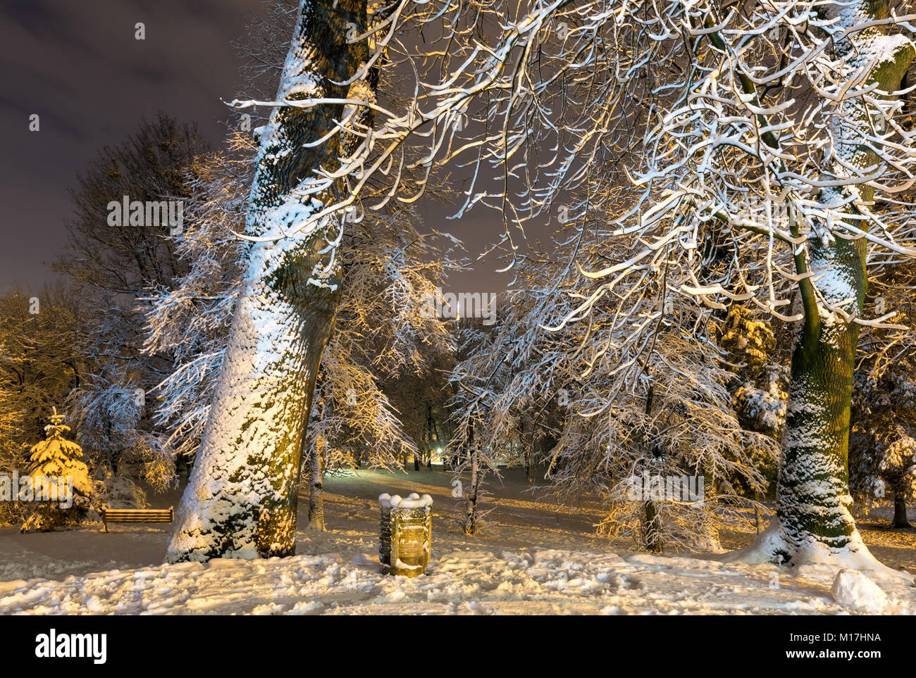 Belle nuit Ivan Franko hiver parc dans le centre-ville de Lviv, Ukraine. Banque D'Images