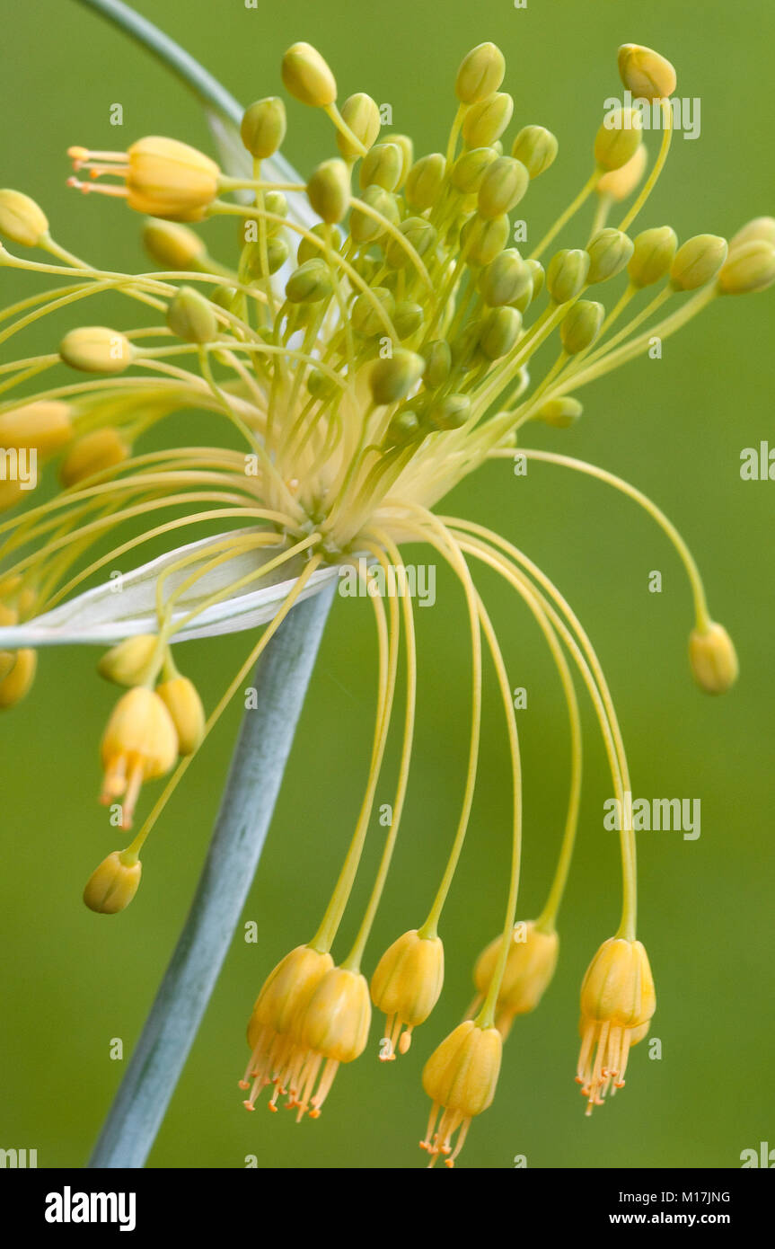 L'Allium cernuum - Nickender Lauch , l'ail sauvage Banque D'Images
