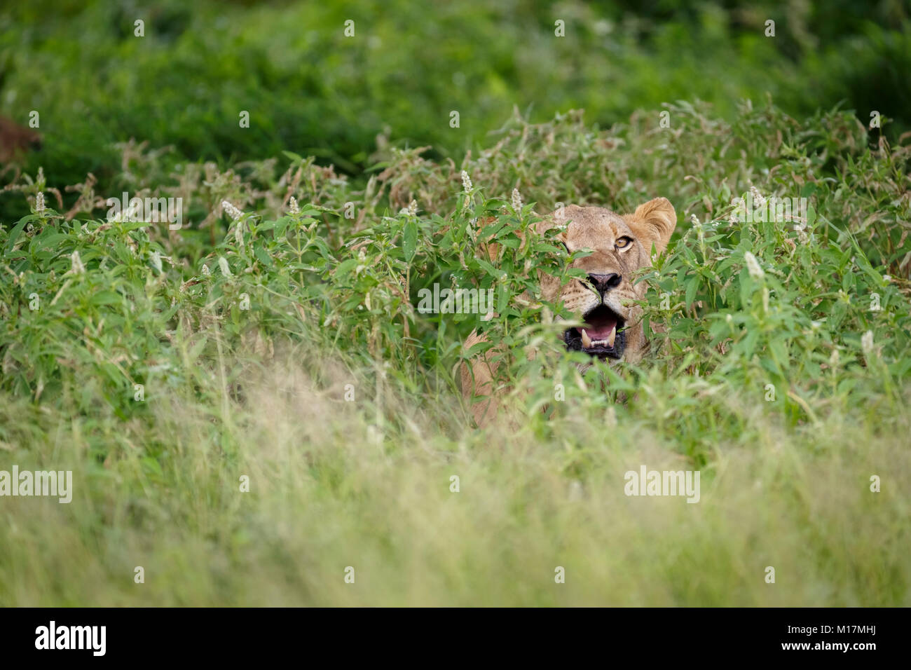 La lionne se cachant dans l'herbe verte longue tout en haletant et regardant avec réserve de gibier du Kalahari central au Botswana Banque D'Images