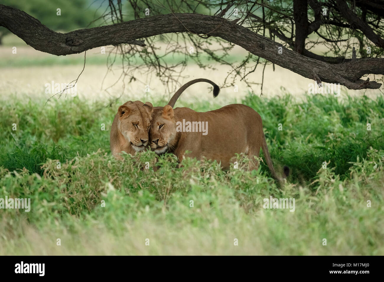 Deux lionnes câlins et frotter dans l'herbe verte longue dans la réserve de gibier du Kalahari central au Botswana Banque D'Images
