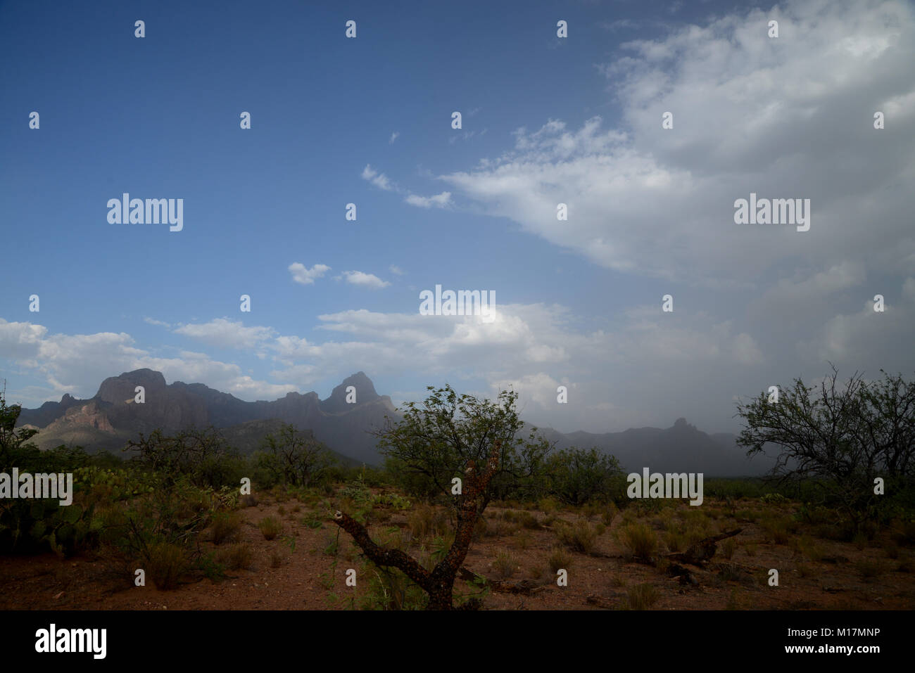 Baboquivari montagnes, désert de Sonora, Tohono O'odham réservation, au sud-est de vend, Arizona, USA. Banque D'Images