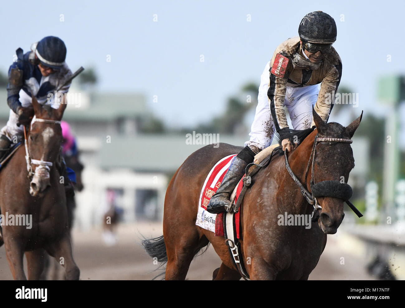 Hallandale Beach, FL, USA. 27 Jan, 2018. Marley's Freedom refroidit après course 9 à la Coupe du Monde de Pegasus Invitational. Gulfstream Park. Hallandale Beach, FL. 1/27/18. Crédit personnel photographe Jim Rassol : Sun-Sentinel/ZUMA/Alamy Fil Live News Banque D'Images