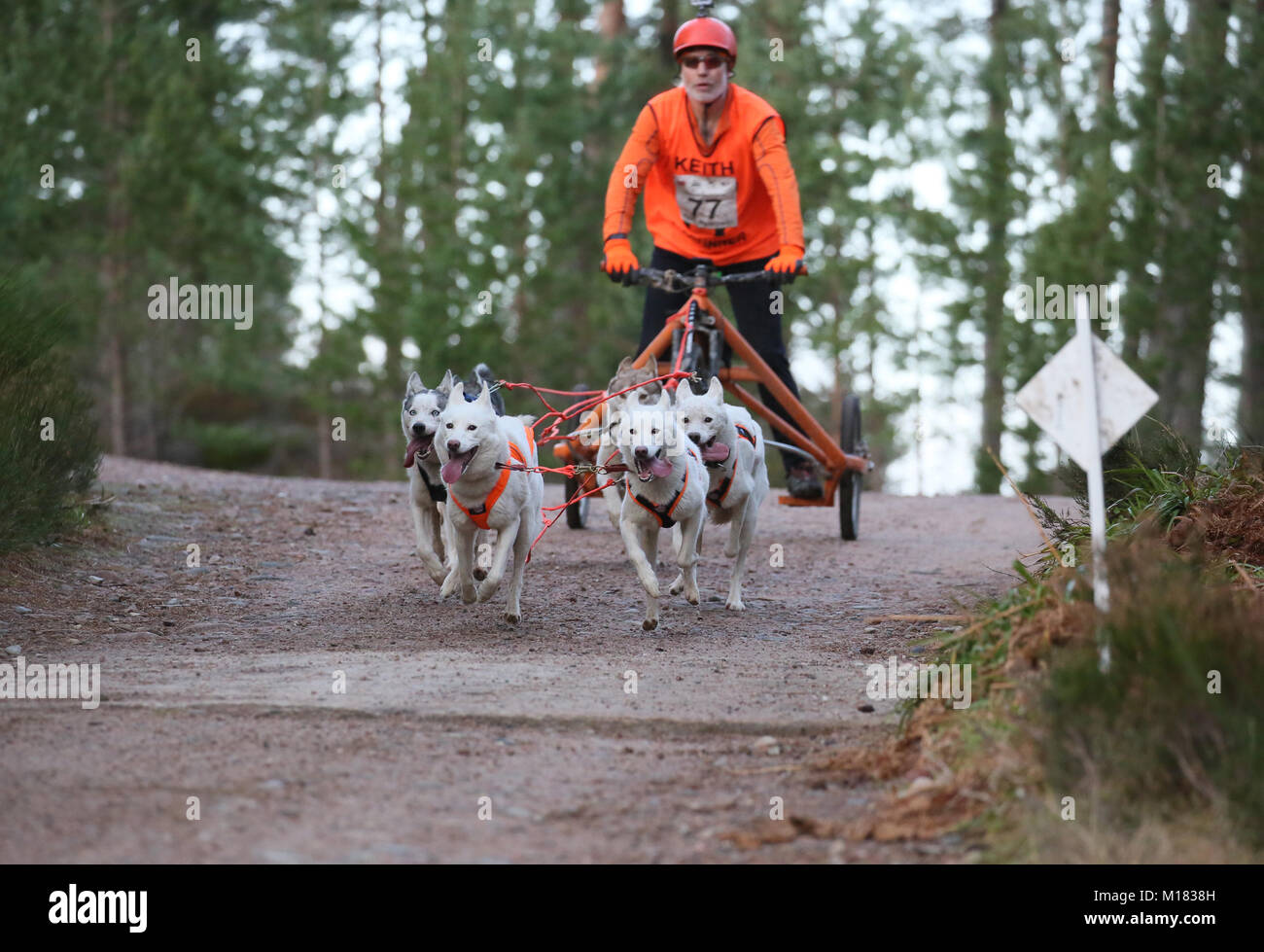 Aviemore, Scotland. 28 janvier 2018. Deuxième jour de la 35e assemblée annuelle Aviemore Sled Dog rally a lieu.La neige a été emportée par une forte pluie automne pour les équipes utilisent des roues ce qui rend la tâche plus difficile pour les chiens,Aviemore, Écosse, 28 janvier 2018 Crédit : Barbara Cook/Alamy Live News Banque D'Images