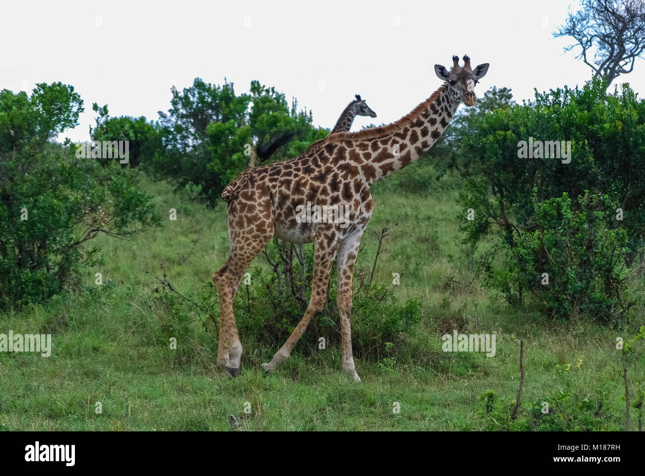 Girafe du Parc National de Masai Mara au Kenya Banque D'Images