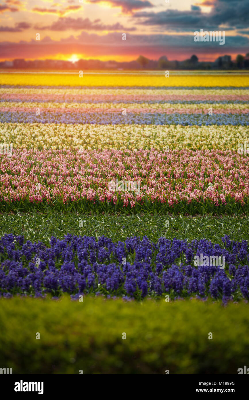 Domaines de jacinthes de différentes couleurs se développer aux Pays-Bas au printemps Banque D'Images