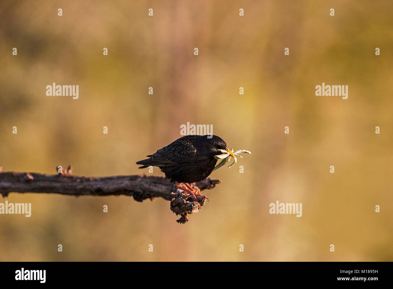 Étourneau sansonnet Sternus vulgaris avec le matériel du nid près de Tiszaalpar sud du parc national de Kiskunsag grande plaine de la Hongrie Banque D'Images