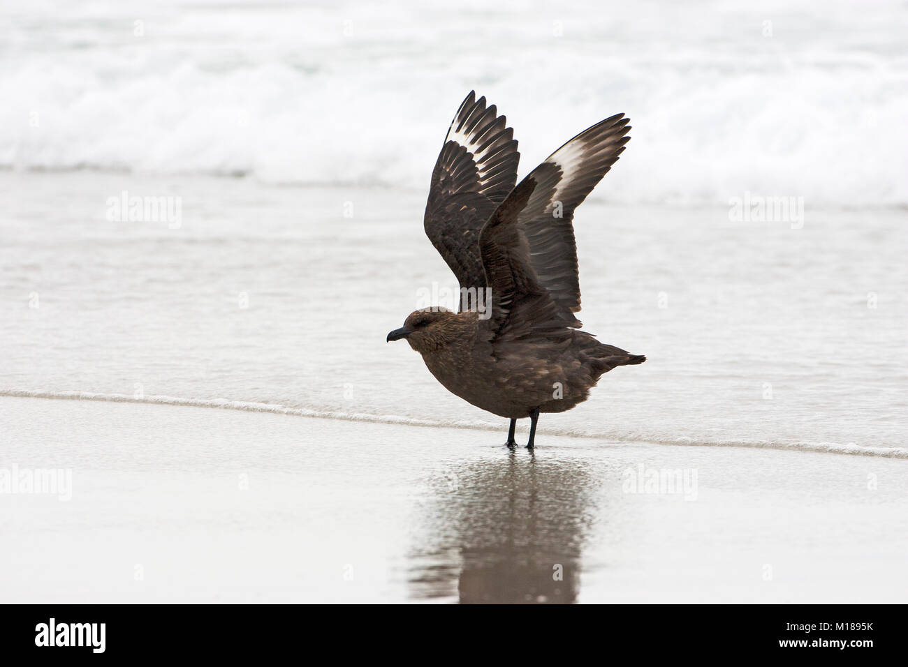 Îles Falkland Catharacta skua antarctique au bord de la mer l'Île Saunders Iles Falkland Banque D'Images