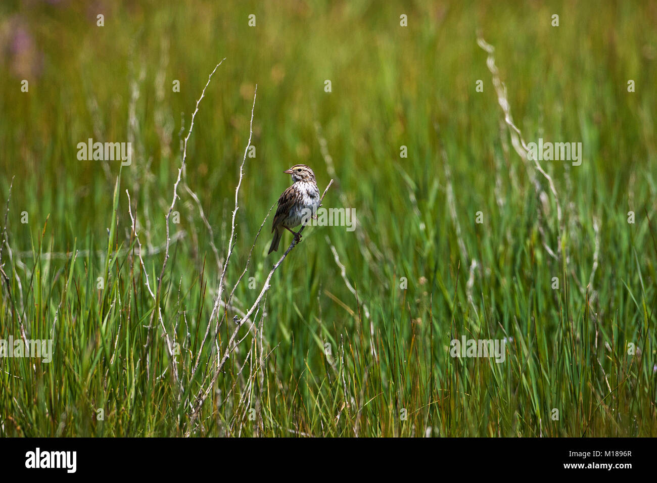 Savannah Sparrow Passerculus sandwichensis perché parmi les graminées Red Rocks Lake National Wildlife Refuge Vallée du Centenaire Montana USA Juin 2015 Banque D'Images
