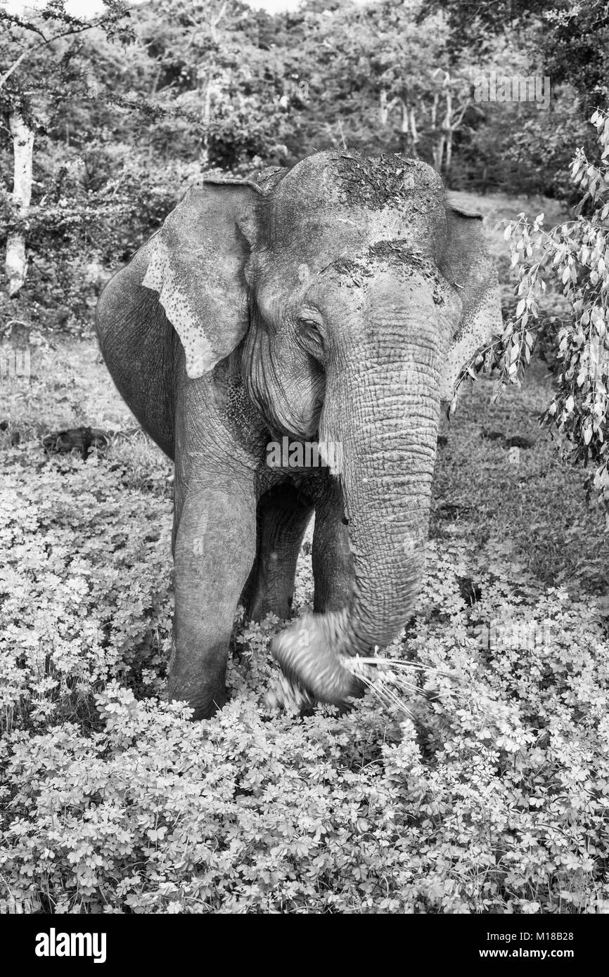 Dans l'éléphant sauvage Parc national de Yala, au Sri Lanka (monochrome) Banque D'Images