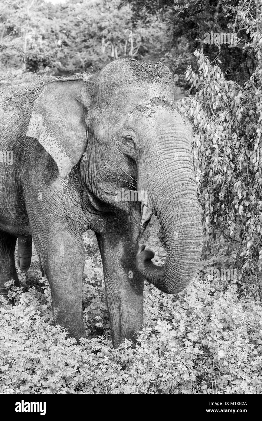 Dans l'éléphant sauvage Parc national de Yala, au Sri Lanka (monochrome) Banque D'Images