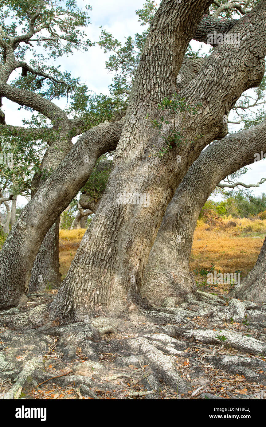 Coastal Live Oak Trees 'Quercus virginiana', parc national de Goose Island. Banque D'Images