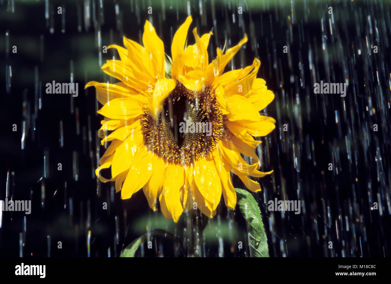 Dans la pluie / tournesol (Helianthus annuus) | Sonnenblume im Regen / (Helianthus annuus) Banque D'Images