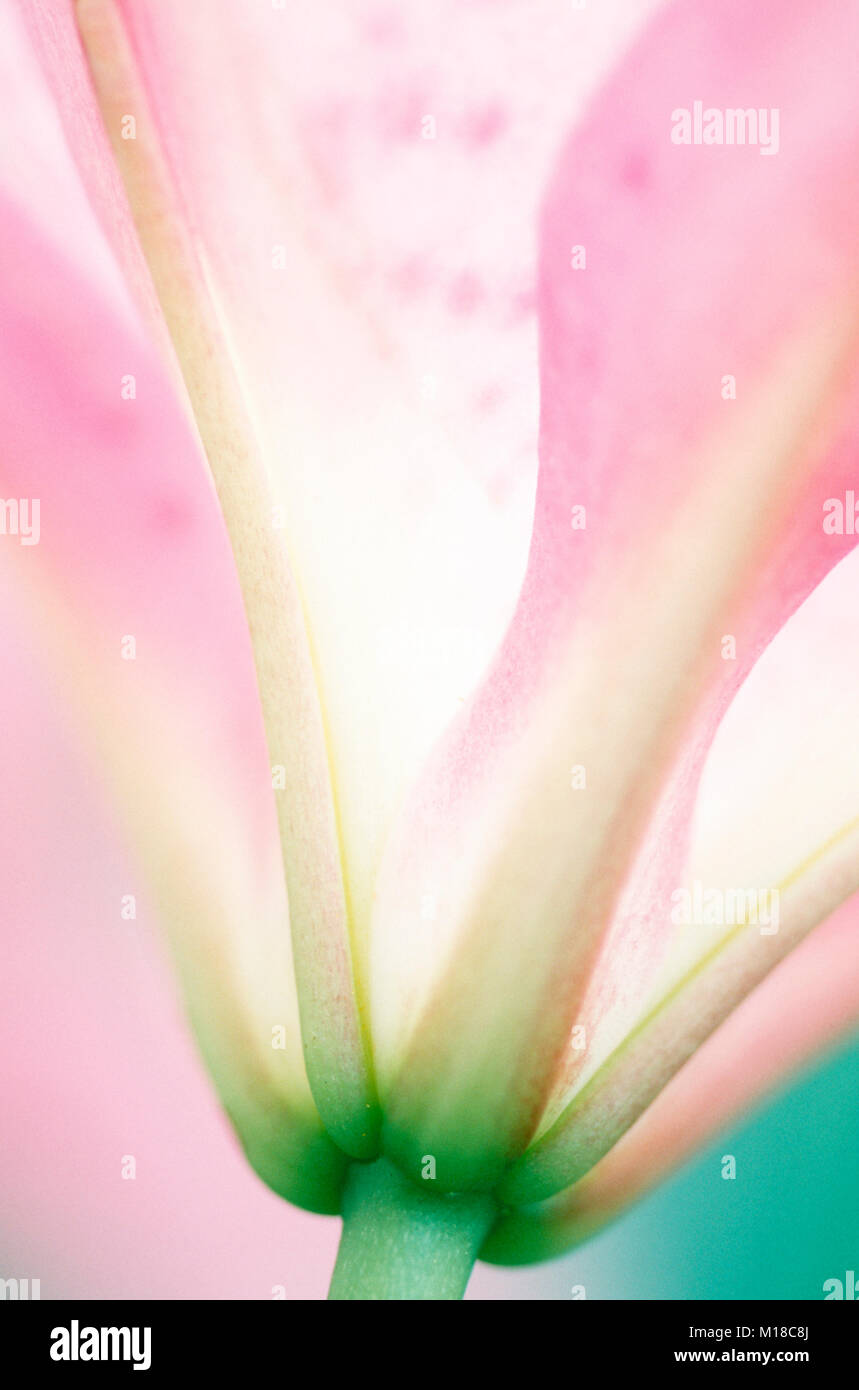 Lily / jardin (Lilium) | Gartenlilie / (Lilium) Banque D'Images