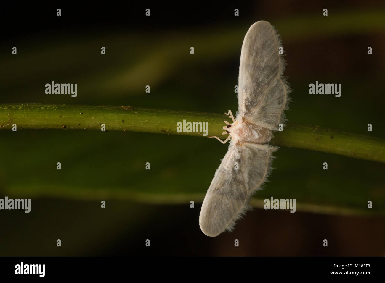 Une petite derbid la cicadelle de la jungle amazonienne. Banque D'Images