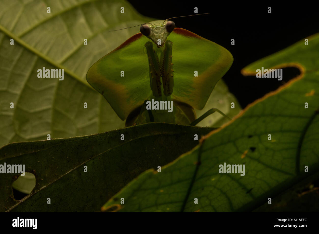 Un bouclier dans le genre mantis, Choeradodis compte sur son camouflage pour cacher à la fois prédateurs et proies. Banque D'Images